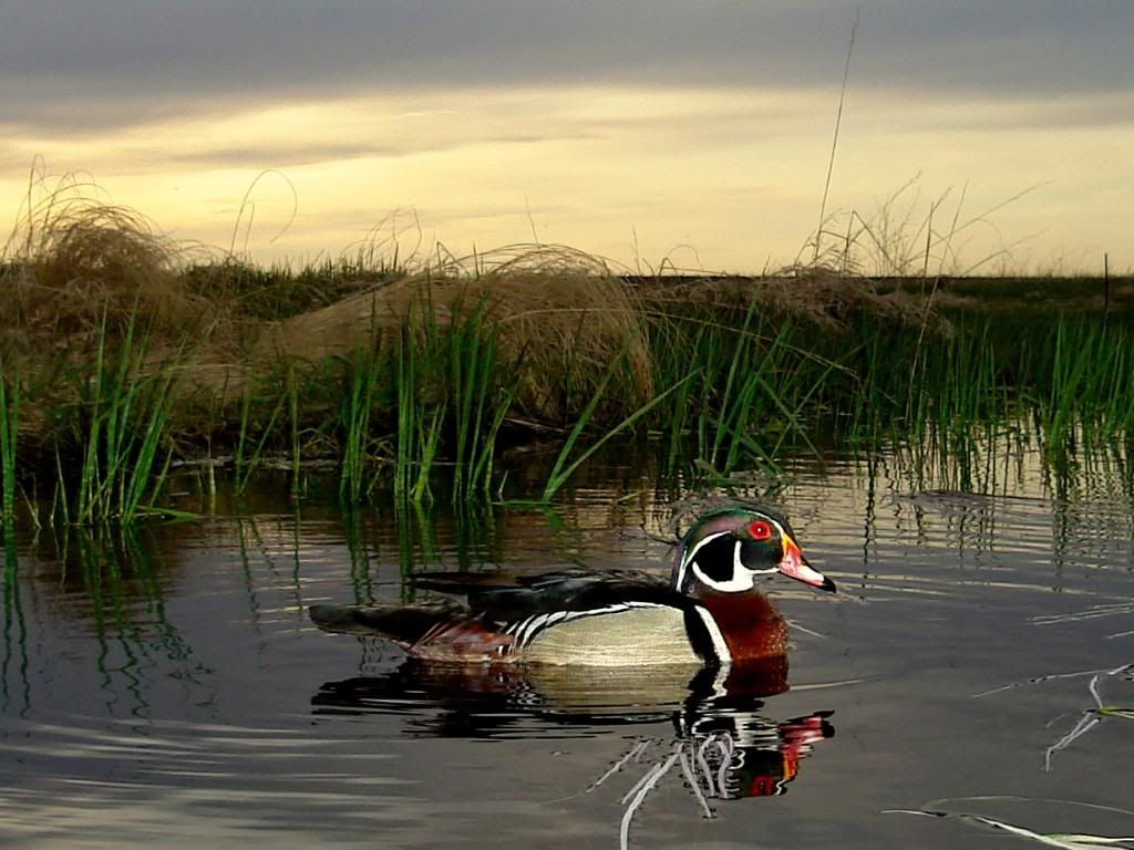 pond duck pics 051509 P41 and S600 Puddler Duck Hunting